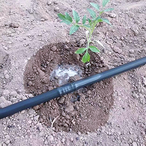 �����ز�ݮĤ�µι༼��